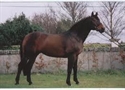 OBS Quality stallion