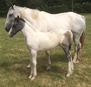 Hermine Van'T Dauwhof (Nellie)