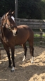 Royal Teardrop UK posing in the sand school sept 2017