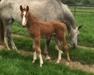 Mermus R colt