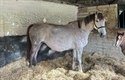 Jager Bomb UK Broodmare