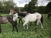 White Tiger Uk 2017 yearling colt