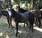 Avatar Uk  including Darco and Artos bloodlines