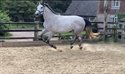 Billion Dollar Baby UK 2021 at canter