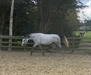 Billion Dollar 2021 trot