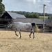 Billion Dollar Baby UK out of lux Mare  2021