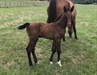 My Lord Diamant  two weeks old 2017