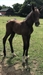 My Lord Diamant Uk heritage includes, Cathargo, Darco, Argentinus, Diamant de Semilly, 