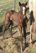 Targo Uk. Colt liver chestnut