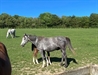 Fragrance UK with foal 2021