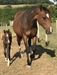 Beautiful bay filly with indoctrination blood lines