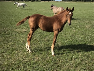 Foxy Lady UK