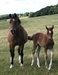 Sunshine Broodmare
