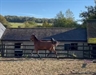 Goldeneye UK canter 23