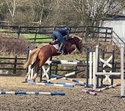 Goldoctro UK #showjumping