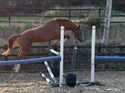 Amaretto UK jumping