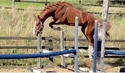 Butter Showjumper 24