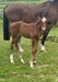 Bijou UK pretty Filly 2022