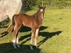Commando UK Colt, Comilfo Plus Z x Blue Boy x Darco