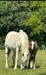 Carzam grazing with superb colt