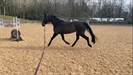 Electra at trot