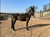 Electra at Stand sire Numero Uno