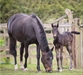 Hands Off with foal