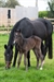 Hands Off with foal at foot