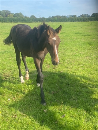 Touchdown Twister UK