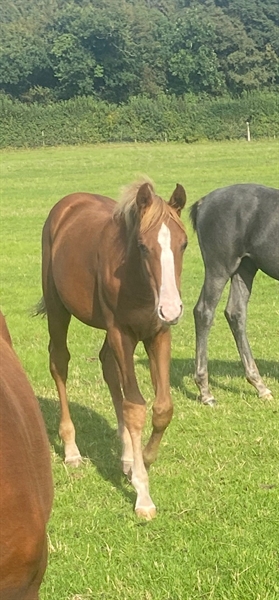Heart De Triomphe UK