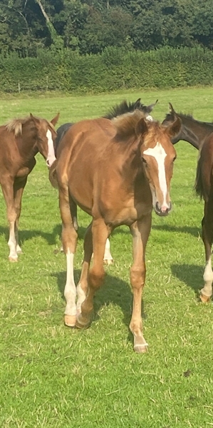 Catch Me If You Can UK