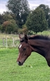 Take A Chance On Tinka UK Head