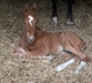 Squiggle Lying down 24