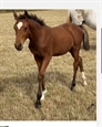 Andiamo UK 24
