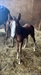 Caccini in stable