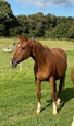 EFS Anastasia Nice 2024