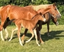 Kiora Uk
