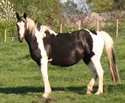 Shela 2007