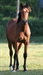 Coc as a yearling 2006 beautiful