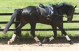 Ennio schooling work 2008