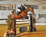 Zaire by Indoctro aged 6 yrs Foxhunter Finals 2010