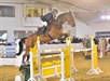 Mark Williams and Zaire placed 6th in the Fox Hunter Finals Arena Uk 2010  