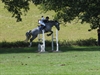 Branco at Hickstead