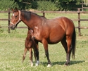 Mares and foals 2010